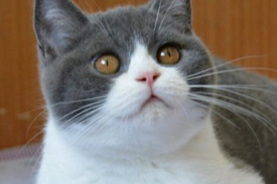 英国短毛猫寿命多长