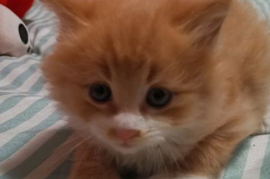 猫杀虫剂中毒症状