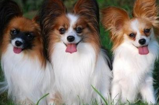 蝴蝶犬能吃鱼吗