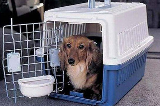 宠物怎么托运火车