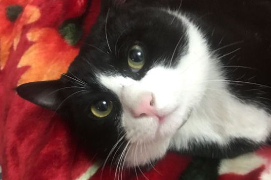 猫咪换主人会难过吗