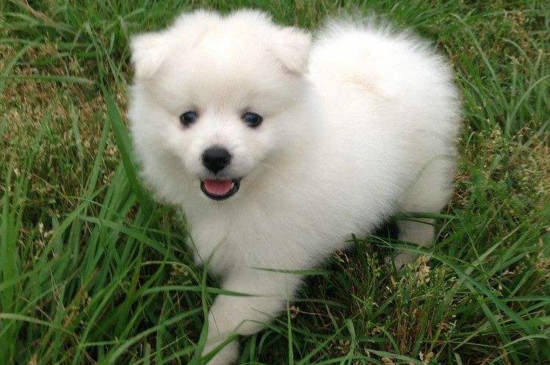 银狐犬怎么养