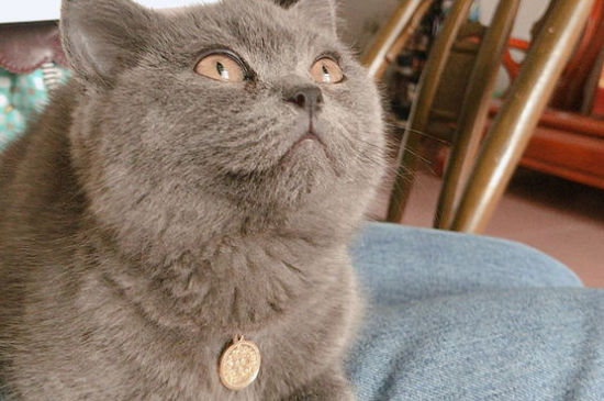 英国蓝猫价格大概多少，纯种英短蓝猫多少钱