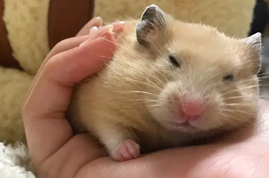 怎么确认仓鼠怀孕了