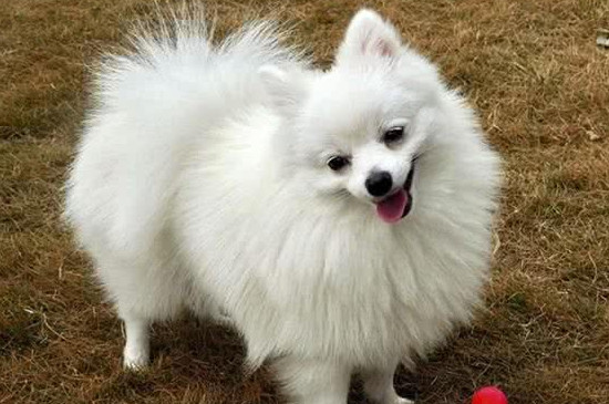博美犬怎么养方法