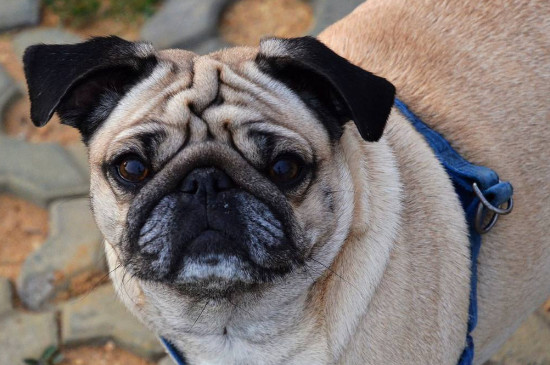 犬抽搐的原因，可能由癫痫高烧缺钙或犬瘟所致