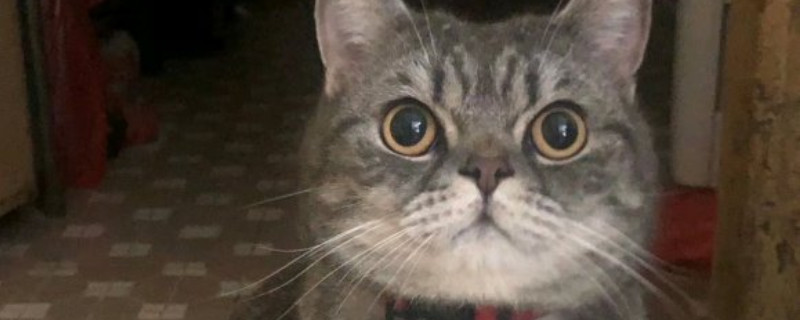 猫口炎怎么治