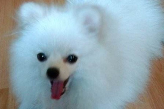 养博美的禁忌，在家饲养博美犬的5个注意事项