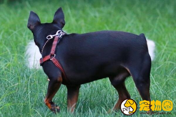 迷你杜宾犬其实不是杜宾，其实就是黑色系小鹿犬