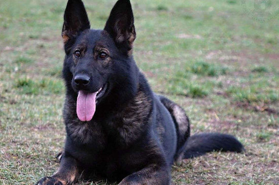 东德牧羊犬颜色标准