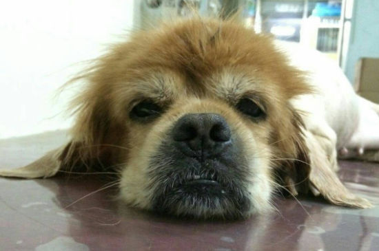 狗狗临死之前的症状