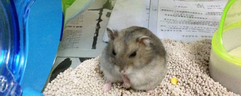 仓鼠喘气肚子一抽一抽