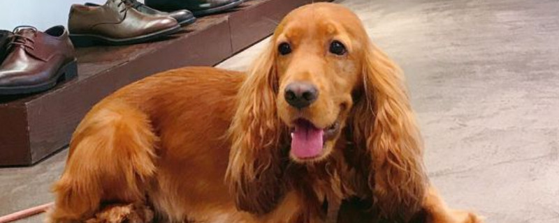 可卡犬的优点和缺点