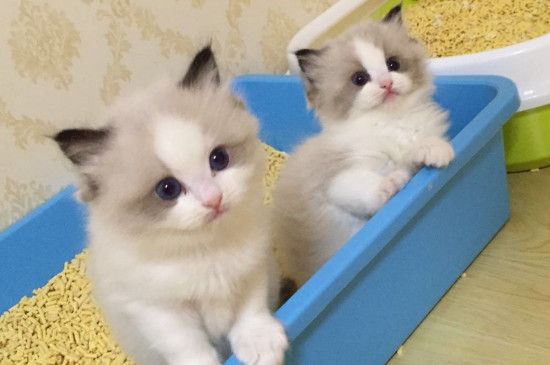 小奶猫多大开始认主人
