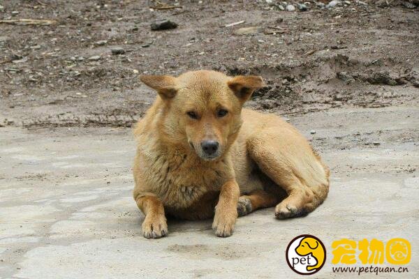 十大忠诚的狗排名，第一的中华田园犬PK掉日本秋田犬