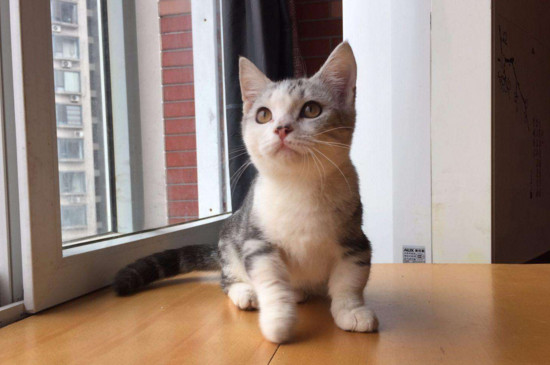 曼赤肯猫和曼基康区别