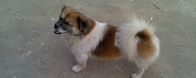 狗狗得犬瘟的初期症状