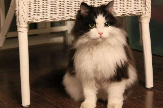 挪威森林猫怎么辨别
