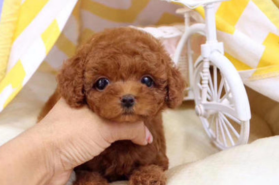 茶杯泰迪犬几个月换牙