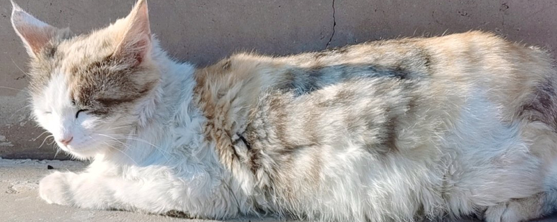 两只猫哈气多久能好