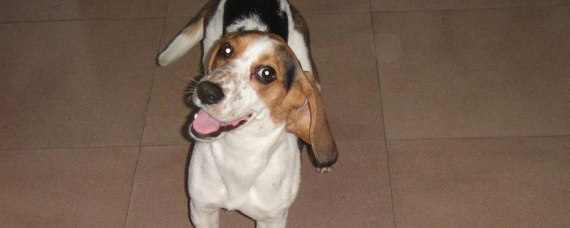 犬瘟热初期症状