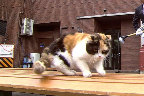 猫生小猫为什么会死
