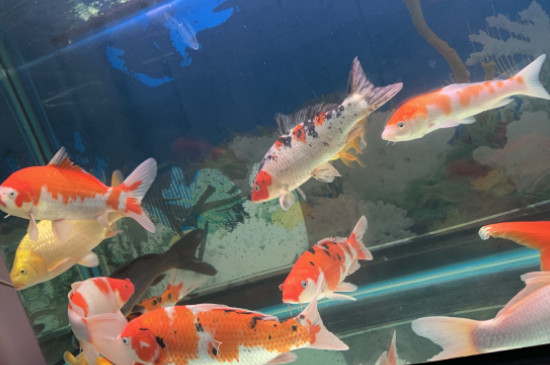 锦鲤身上出现鼓包