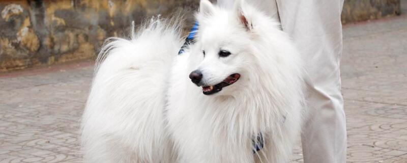 银狐犬和博美的区别