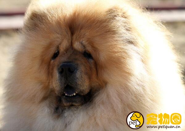松狮犬好养么，缺点比较多新手养起来会很麻烦