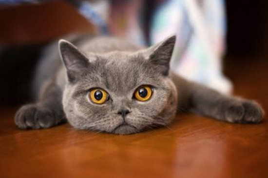 猫砂一次放多少