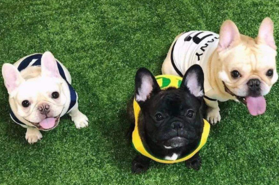 法国斗牛犬能吃西瓜吗