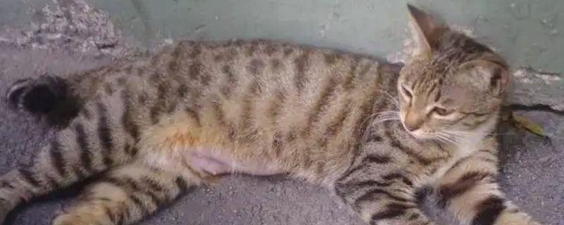 猫咪难产怎么帮着助产