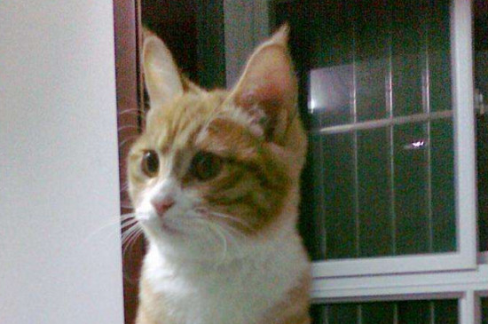 猫吐绿色呕吐物