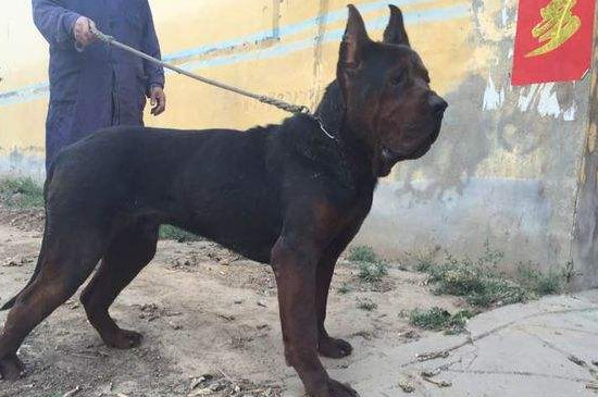 莱州红犬怎么看纯不纯