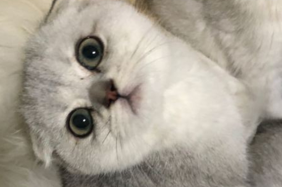猫害怕的表现