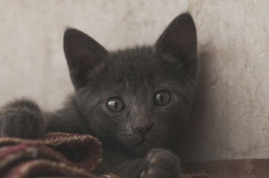 猫肛门腺多久挤一次