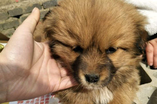 宠物店收狗吗不想养了