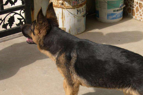 德国牧羊犬咬人吗