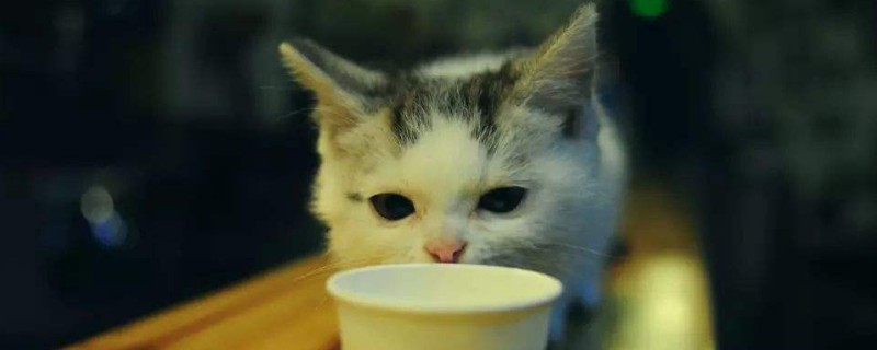 猫可以喝纯牛奶吗