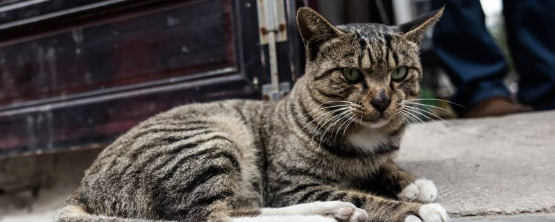 狸花猫是管教还是放养