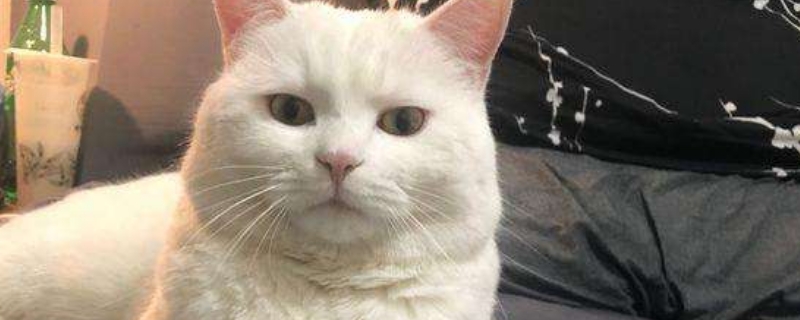 猫左腮帮子长了个硬包块