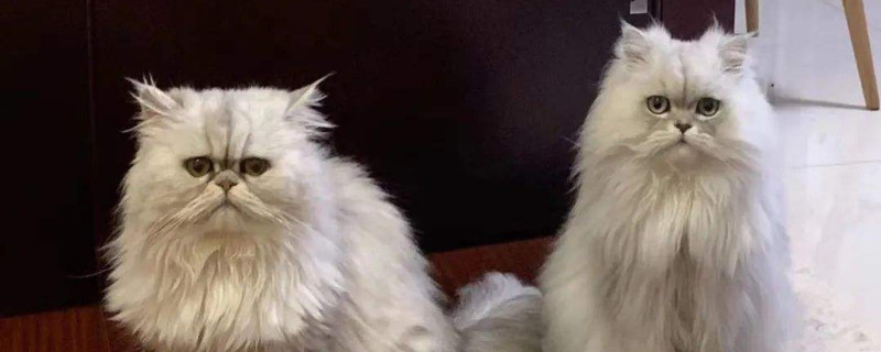 猫发情了怎么办