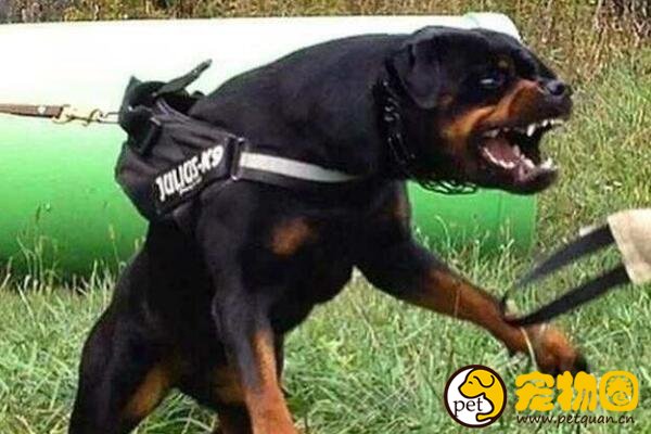 世界十大恶犬排名，加纳利犬连主人都敢咬(不适合作为家养犬)