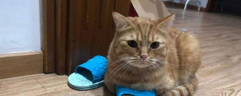 猫睡客厅会害怕吗
