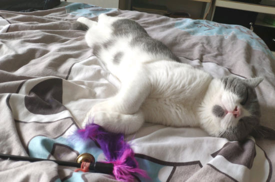 猫怎么寄快递