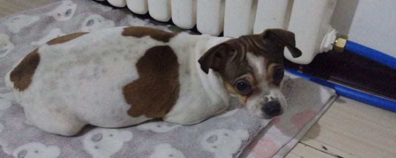 狗能喝啤酒吗