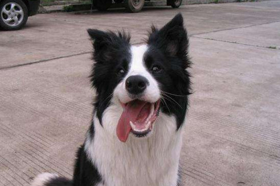 边境牧羊犬性格特点