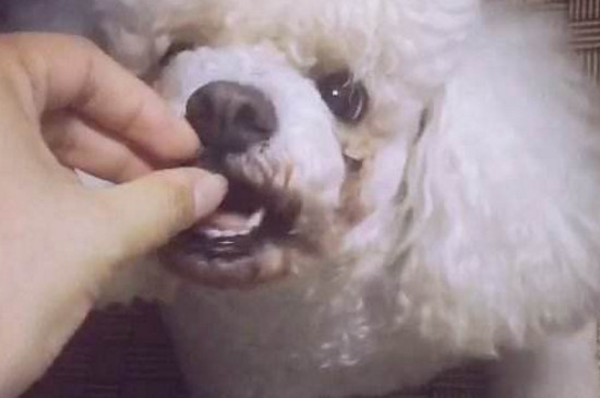 狗狗可以吃什么水果，适合狗狗吃的十种水果