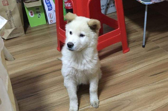 狗狗脖子侧面鼓大包