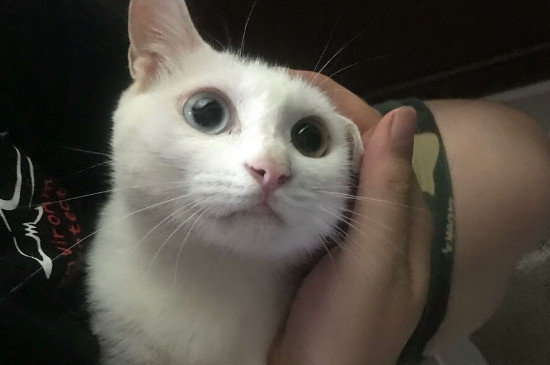 猫能吃酸奶吗